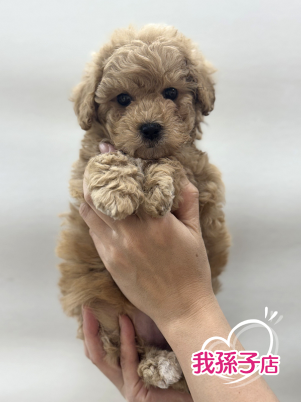 千葉県のペキプー(ペキニーズ×プードル) (かねだい我孫子店/2025年11月11日生まれ/女の子/アプリコット)の子犬の1枚目の画像