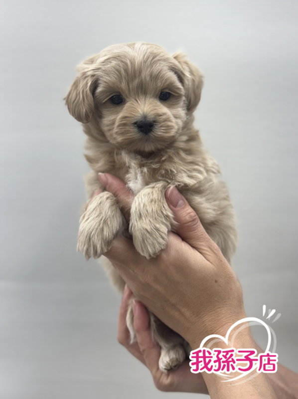 千葉県のマルプー(マルチーズ×プードル) (かねだい我孫子店/2025年11月14日生まれ/女の子/アプリコット)の子犬の1枚目の画像