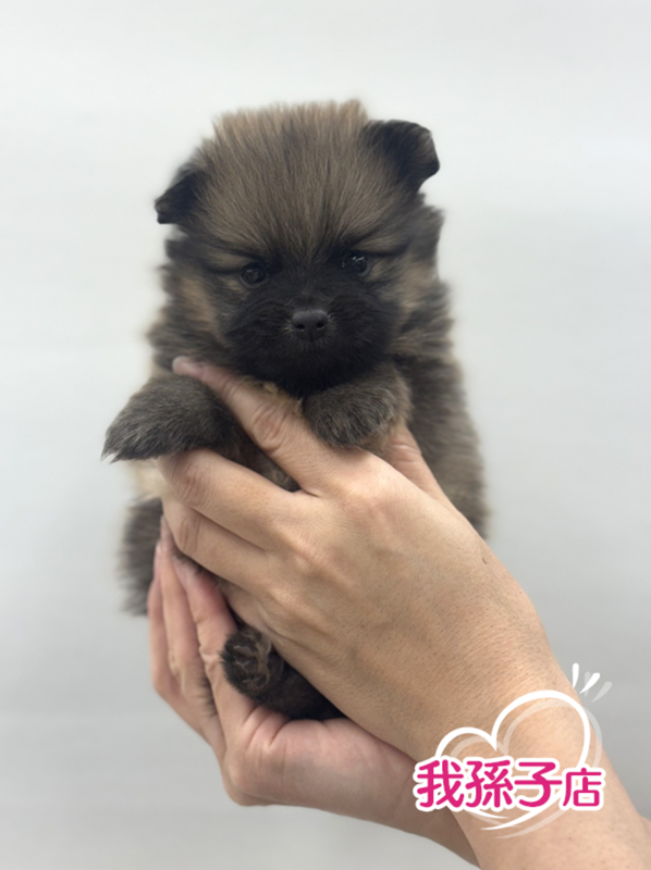 千葉県のポメラニアン (かねだい我孫子店/2025年11月15日生まれ/男の子/オレンジ)の子犬