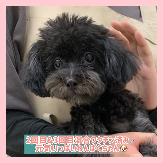 埼玉県のマルプー(マルチーズ×プードル) (かねだい所沢店/2025年9月13日生まれ/女の子/その他色)の子犬の1枚目の画像
