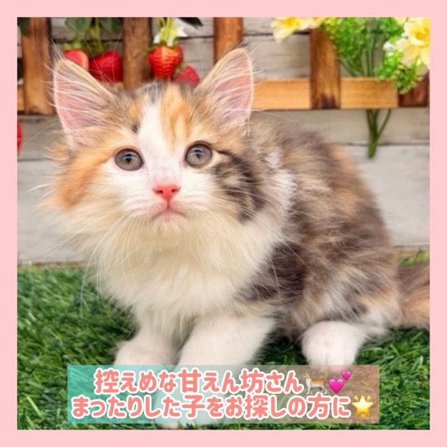 埼玉県のマンチカン (かねだい所沢店/2025年11月1日生まれ/女の子/キャリコ)の子猫の1枚目の画像