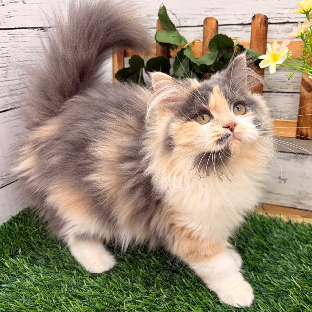 埼玉県のスコティッシュフォールド (かねだい所沢店/2025年10月21日生まれ/女の子/ダイリュートキャリコ)の子猫の2枚目の画像