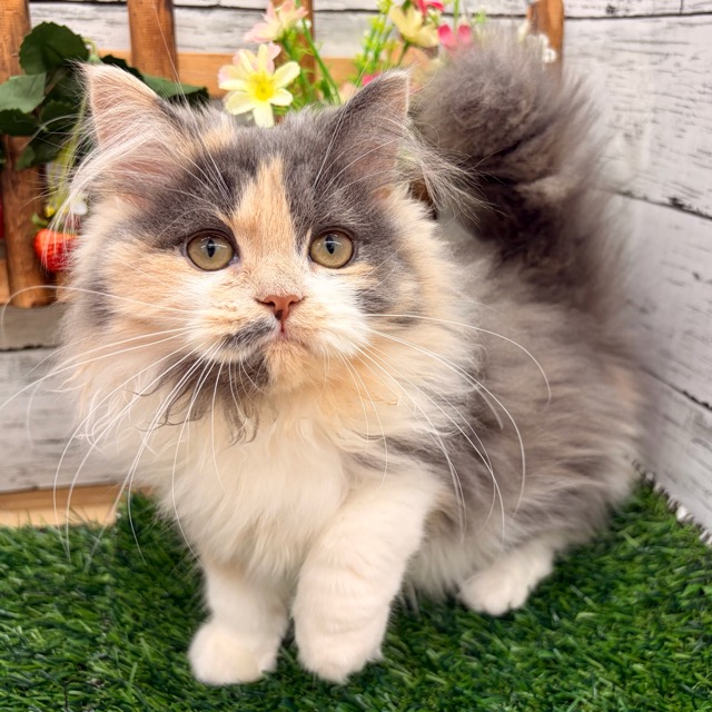 埼玉県のスコティッシュフォールド (かねだい所沢店/2025年10月21日生まれ/女の子/ダイリュートキャリコ)の子猫の3枚目の画像