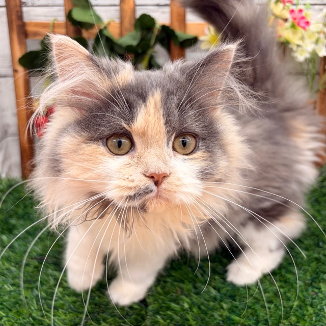 埼玉県のスコティッシュフォールド (かねだい所沢店/2025年10月21日生まれ/女の子/ダイリュートキャリコ)の子猫の4枚目の画像