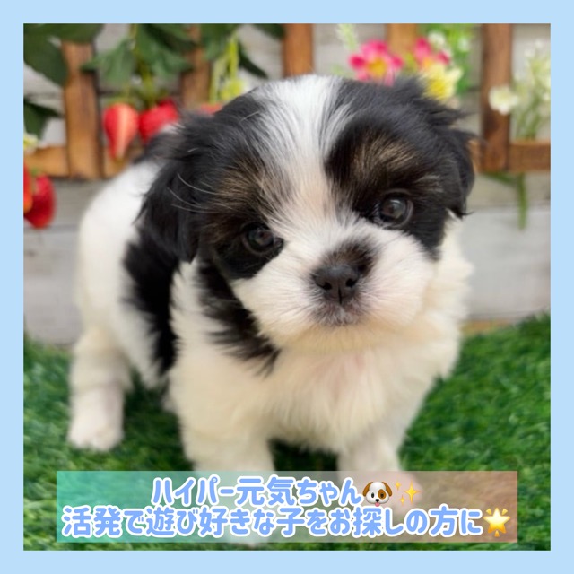 埼玉県のマルズー/マルシーズ(マルチーズ×シーズー) (かねだい所沢店/2025年10月23日生まれ/男の子/ホワイトブラックタン)の子犬の1枚目の画像