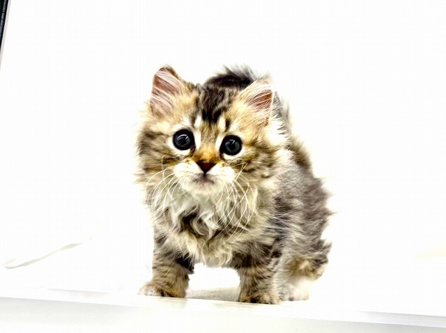 東京都のラガマフィン (かねだい本町田店/2025年11月20日生まれ/女の子/ブラウンタビーホワイト)の子猫の1枚目の画像