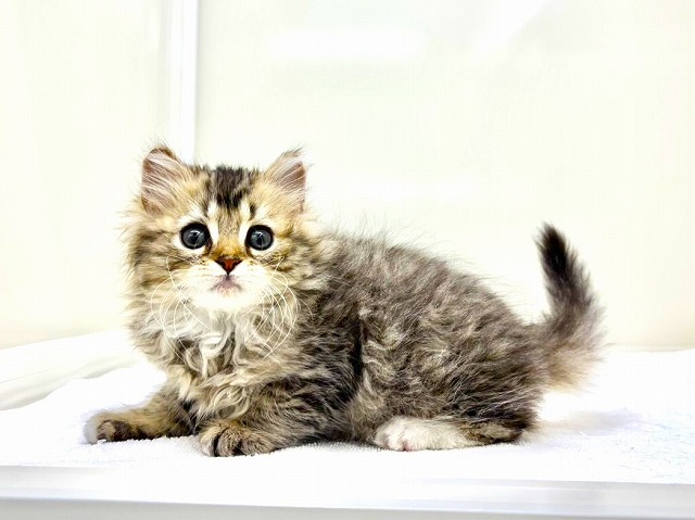 東京都のラガマフィン (かねだい本町田店/2025年11月20日生まれ/女の子/ブラウンタビーホワイト)の子猫の2枚目の画像