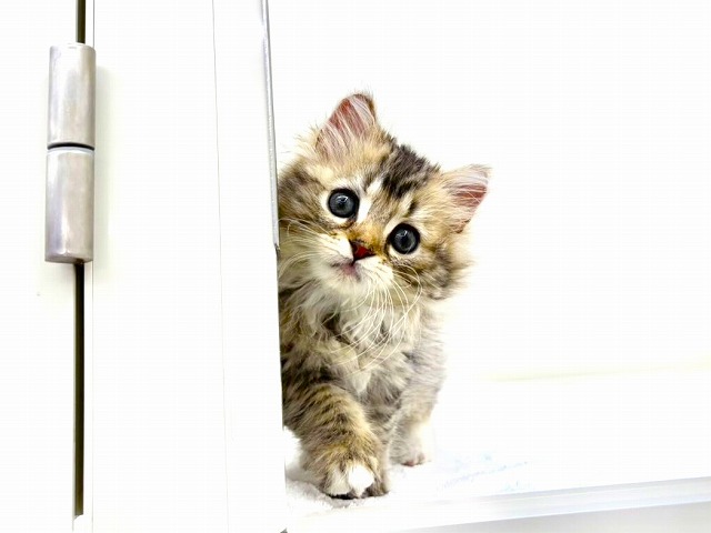 東京都のラガマフィン (かねだい本町田店/2025年11月20日生まれ/女の子/ブラウンタビーホワイト)の子猫の3枚目の画像