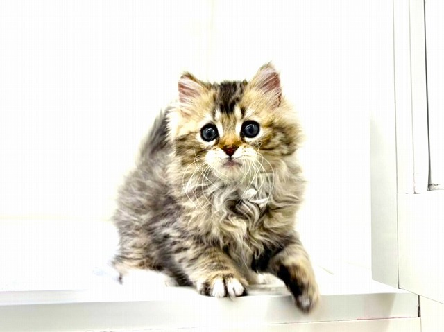 東京都のラガマフィン (かねだい本町田店/2025年11月20日生まれ/女の子/ブラウンタビーホワイト)の子猫の4枚目の画像