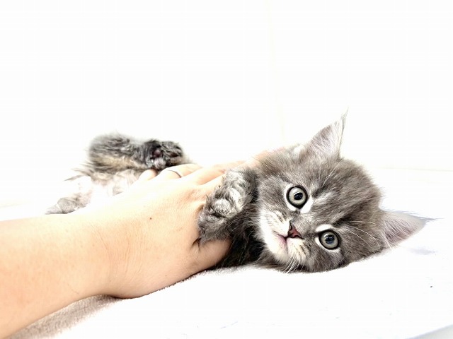 東京都のスコティッシュフォールド (かねだい本町田店/2025年11月22日生まれ/男の子/ブルータビー)の子猫の2枚目の画像