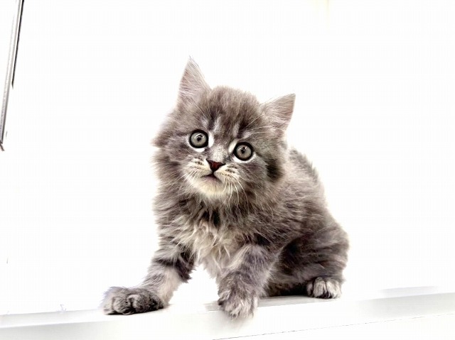 東京都のスコティッシュフォールド (かねだい本町田店/2025年11月22日生まれ/男の子/ブルータビー)の子猫の3枚目の画像