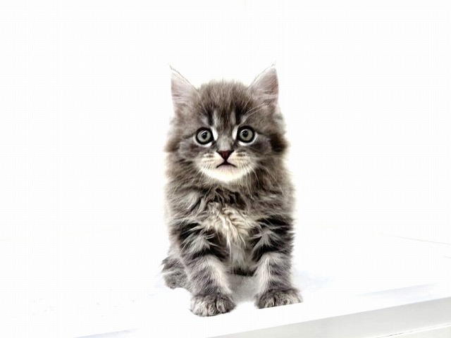 東京都のスコティッシュフォールド (かねだい本町田店/2025年11月22日生まれ/男の子/ブルータビー)の子猫の4枚目の画像