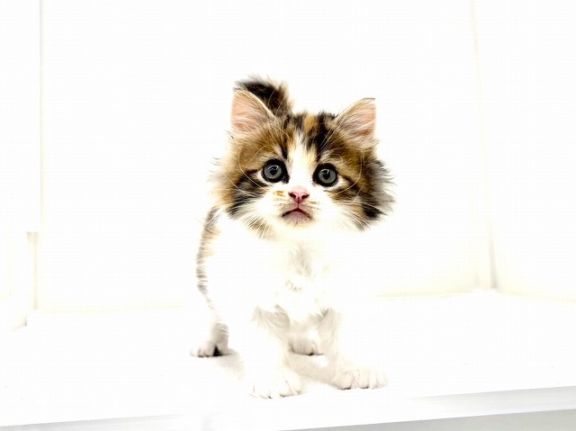 東京都のマンチカン (かねだい本町田店/2025年11月21日生まれ/女の子/ブラウンパッチドタビーホワイト)の子猫の1枚目の画像