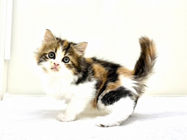 東京都のマンチカン (かねだい本町田店/2025年11月21日生まれ/女の子/ブラウンパッチドタビーホワイト)の子猫の2枚目の画像