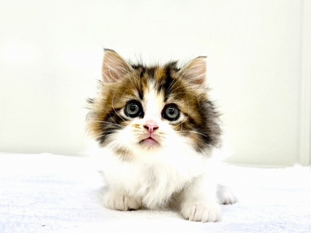 東京都のマンチカン (かねだい本町田店/2025年11月21日生まれ/女の子/ブラウンパッチドタビーホワイト)の子猫の4枚目の画像