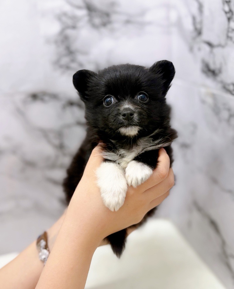 神奈川県のポメチワ/チワポメ/ポメチー(ポメラニアン×チワワ) (かねだい東戸塚店/2025年11月20日生まれ/女の子/ブラックホワイト)の子犬の1枚目の画像