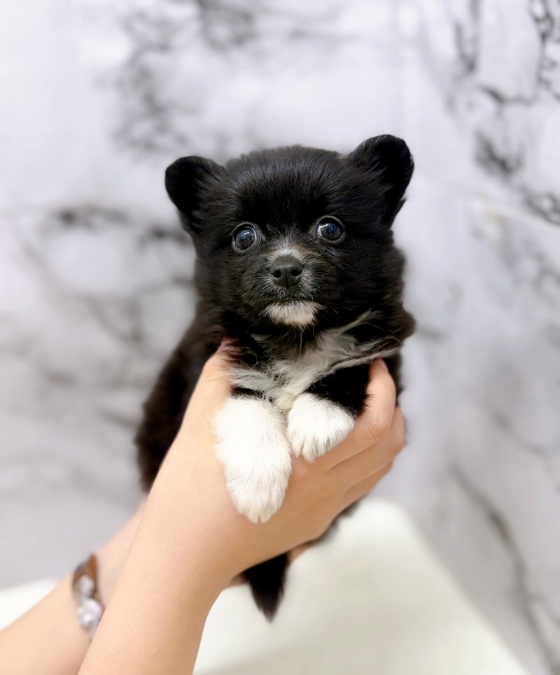 神奈川県のポメチワ/チワポメ/ポメチー(ポメラニアン×チワワ) (かねだい東戸塚店/2025年11月20日生まれ/女の子/ブラックホワイト)の子犬の2枚目の画像
