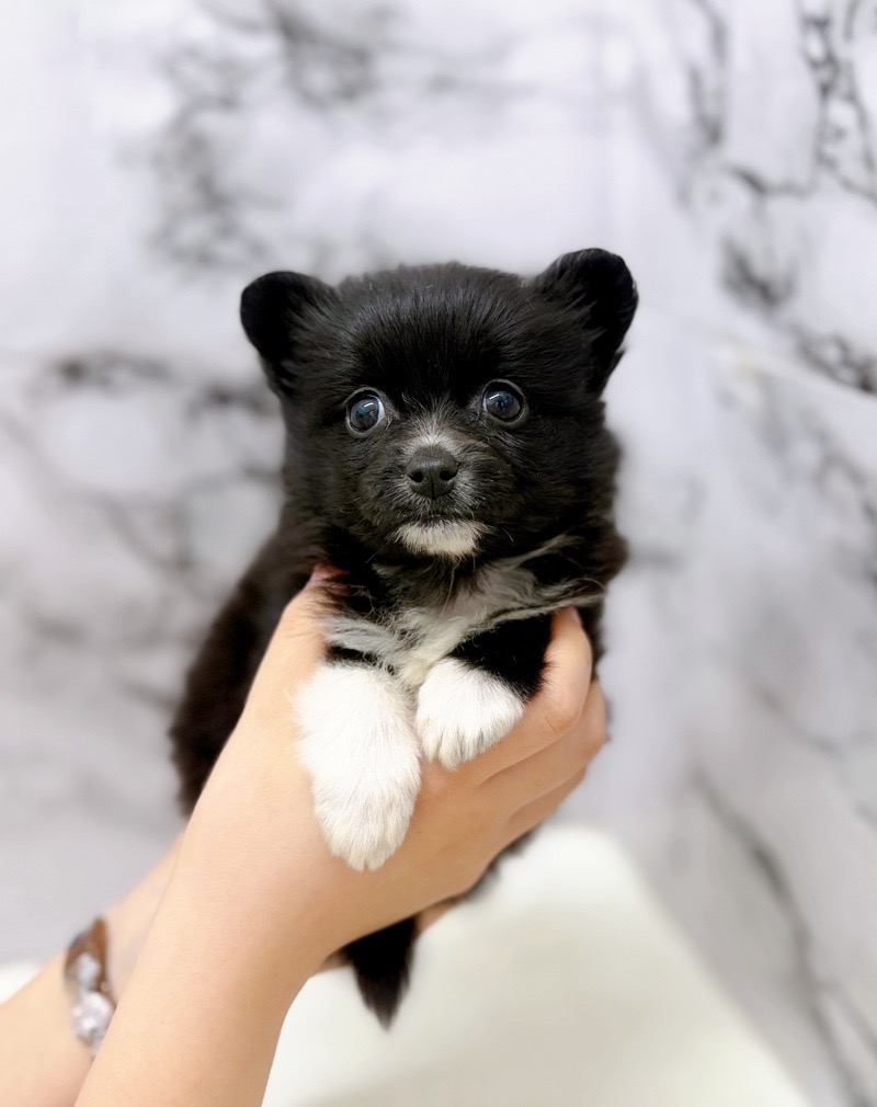 神奈川県のポメチワ/チワポメ/ポメチー(ポメラニアン×チワワ) (かねだい東戸塚店/2025年11月20日生まれ/女の子/ブラックホワイト)の子犬の3枚目の画像