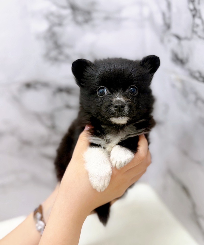 神奈川県のポメチワ/チワポメ/ポメチー(ポメラニアン×チワワ) (かねだい東戸塚店/2025年11月20日生まれ/女の子/ブラックホワイト)の子犬の4枚目の画像