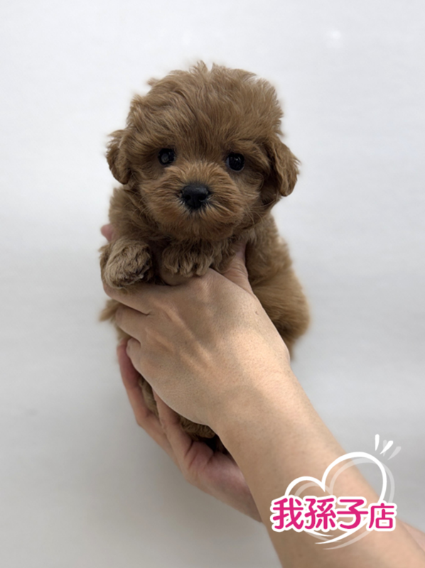 千葉県のマルプー(マルチーズ×プードル) (かねだい我孫子店/2025年11月14日生まれ/男の子/アプリコット)の子犬