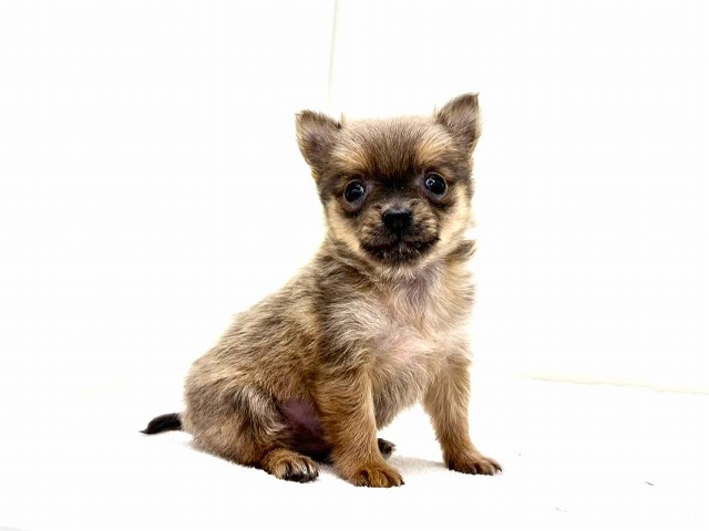 東京都のポメチワ/チワポメ/ポメチー(ポメラニアン×チワワ) (かねだい本町田店/2025年11月22日生まれ/男の子/セーブル)の子犬の1枚目の画像