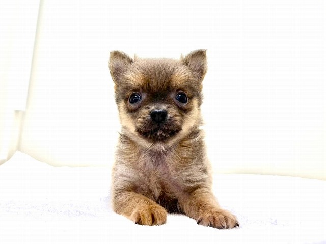 東京都のポメチワ/チワポメ/ポメチー(ポメラニアン×チワワ) (かねだい本町田店/2025年11月22日生まれ/男の子/セーブル)の子犬の2枚目の画像