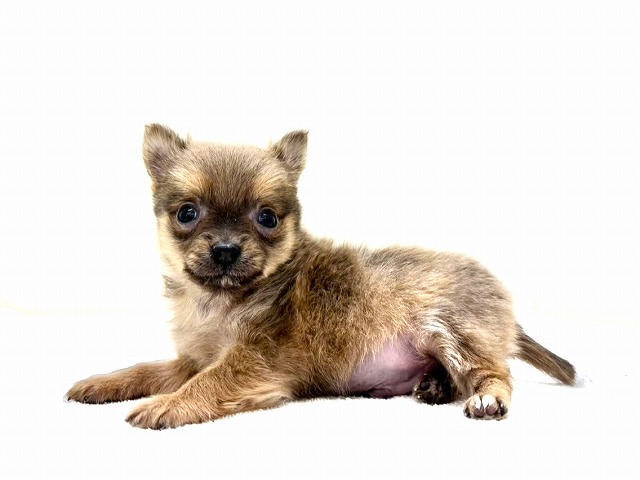 東京都のポメチワ/チワポメ/ポメチー(ポメラニアン×チワワ) (かねだい本町田店/2025年11月22日生まれ/男の子/セーブル)の子犬の3枚目の画像