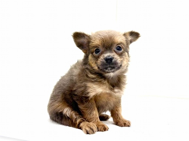 東京都のポメチワ/チワポメ/ポメチー(ポメラニアン×チワワ) (かねだい本町田店/2025年11月22日生まれ/女の子/フォーンホワイト)の子犬の3枚目の画像