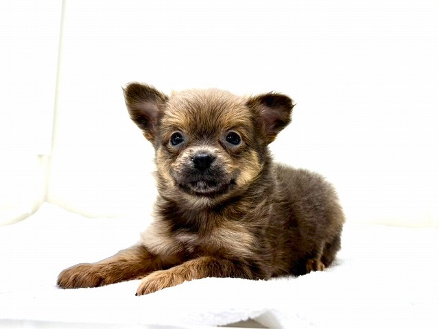 東京都のポメチワ/チワポメ/ポメチー(ポメラニアン×チワワ) (かねだい本町田店/2025年11月22日生まれ/女の子/フォーンホワイト)の子犬の4枚目の画像