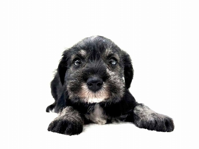 東京都のミニチュアシュナウザー (かねだい本町田店/2025年11月23日生まれ/男の子/ソルトペッパー)の子犬の1枚目の画像