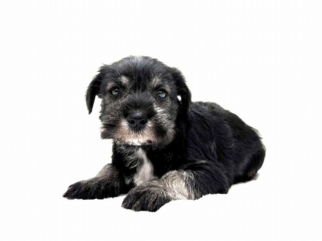 東京都のミニチュアシュナウザー (かねだい本町田店/2025年11月23日生まれ/男の子/ソルトペッパー)の子犬の2枚目の画像