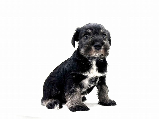 東京都のミニチュアシュナウザー (かねだい本町田店/2025年11月23日生まれ/男の子/ソルトペッパー)の子犬の3枚目の画像