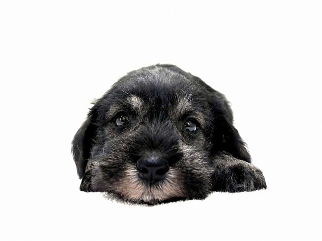 東京都のミニチュアシュナウザー (かねだい本町田店/2025年11月23日生まれ/男の子/ソルトペッパー)の子犬の4枚目の画像