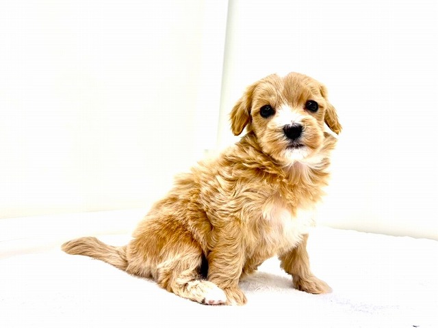 東京都のマルプー(マルチーズ×プードル) (かねだい本町田店/2025年11月20日生まれ/女の子/アプリコットホワイト)の子犬の1枚目の画像