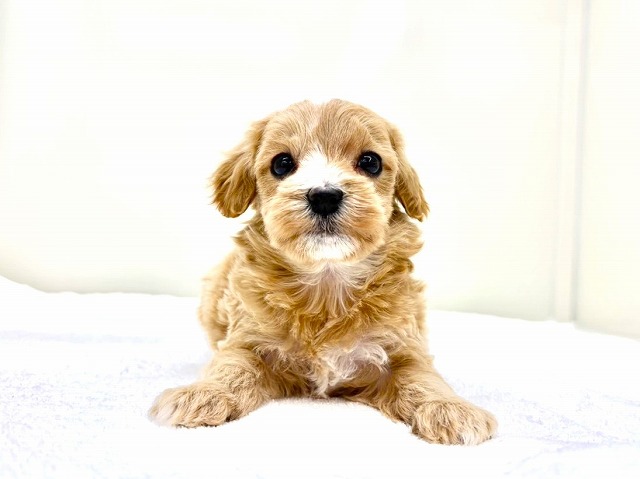 東京都のマルプー(マルチーズ×プードル) (かねだい本町田店/2025年11月20日生まれ/女の子/アプリコットホワイト)の子犬の3枚目の画像