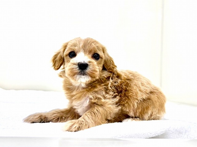 東京都のマルプー(マルチーズ×プードル) (かねだい本町田店/2025年11月20日生まれ/女の子/アプリコットホワイト)の子犬の4枚目の画像