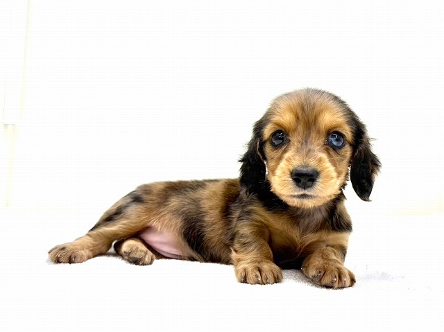 東京都のミニチュアダックスフンド(ロング) (かねだい本町田店/2025年11月23日生まれ/女の子/レッドダップル)の子犬の1枚目の画像