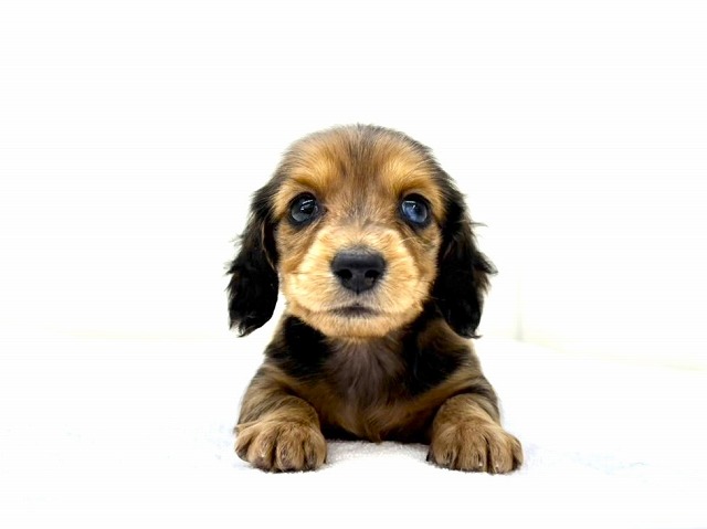 東京都のミニチュアダックスフンド(ロング) (かねだい本町田店/2025年11月23日生まれ/女の子/レッドダップル)の子犬の2枚目の画像