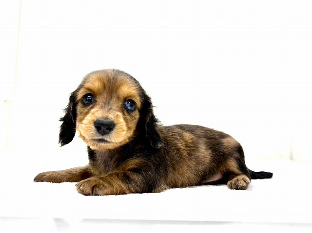 東京都のミニチュアダックスフンド(ロング) (かねだい本町田店/2025年11月23日生まれ/女の子/レッドダップル)の子犬の3枚目の画像