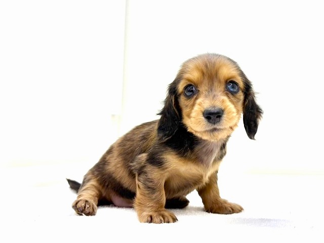 東京都のミニチュアダックスフンド(ロング) (かねだい本町田店/2025年11月23日生まれ/女の子/レッドダップル)の子犬の4枚目の画像