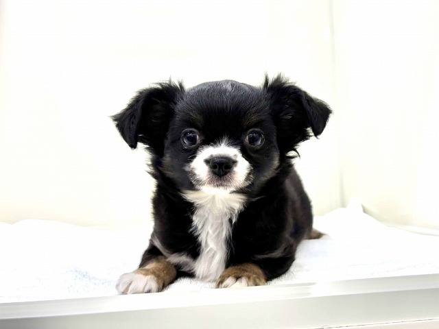 東京都のチワワ(ロング) (かねだい本町田店/2025年11月22日生まれ/男の子/ブラックホワイト)の子犬の1枚目の画像