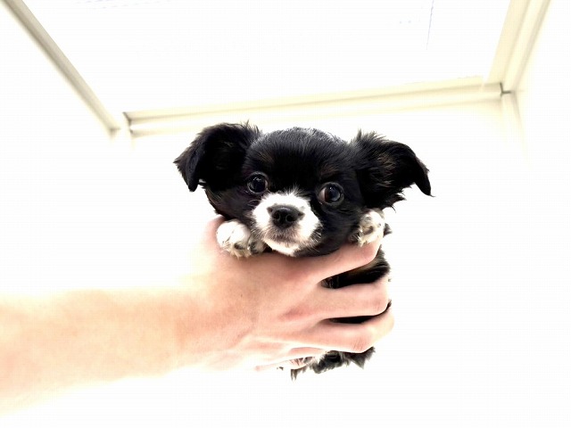 東京都のチワワ(ロング) (かねだい本町田店/2025年11月22日生まれ/男の子/ブラックホワイト)の子犬の2枚目の画像