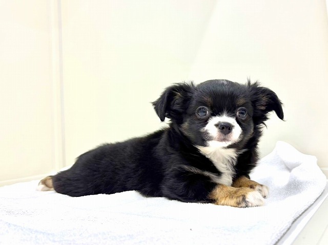 東京都のチワワ(ロング) (かねだい本町田店/2025年11月22日生まれ/男の子/ブラックホワイト)の子犬の4枚目の画像