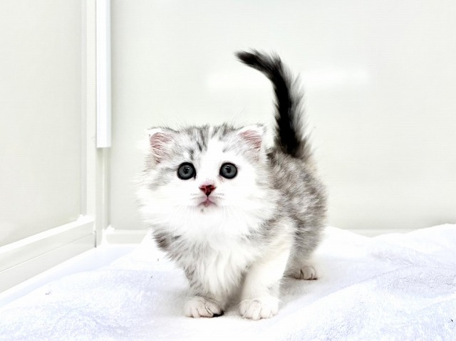 東京都のマンチカン (かねだい本町田店/2025年11月23日生まれ/女の子/シルバパッチドタビー&ホワイト)の子猫の3枚目の画像