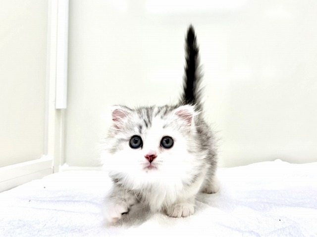 東京都のマンチカン (かねだい本町田店/2025年11月23日生まれ/女の子/シルバパッチドタビー&ホワイト)の子猫の4枚目の画像