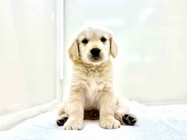 東京都のゴールデンレトリバー (かねだい本町田店/2025年11月22日生まれ/男の子/ゴールデン)の子犬の1枚目の画像