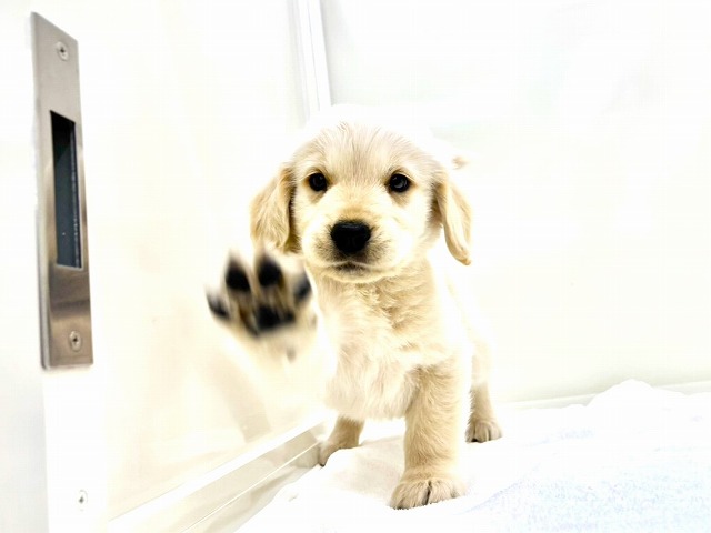 東京都のゴールデンレトリバー (かねだい本町田店/2025年11月22日生まれ/男の子/ゴールデン)の子犬の2枚目の画像