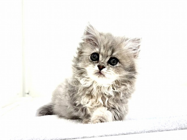 東京都のラガマフィン (かねだい本町田店/2025年11月24日生まれ/女の子/ブルータビー)の子猫の1枚目の画像