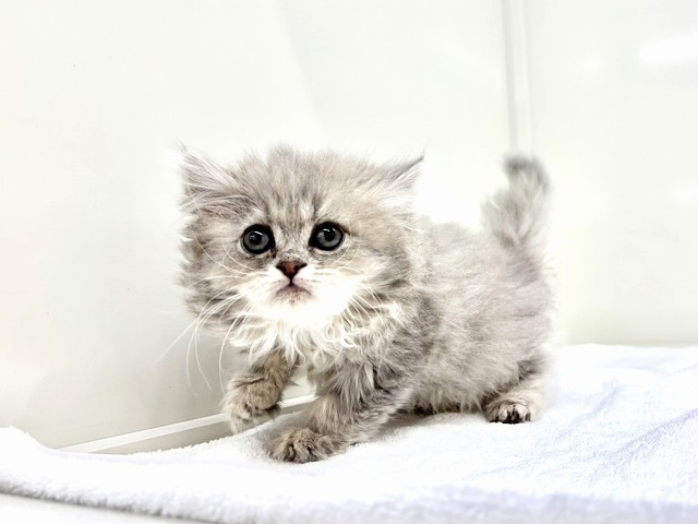 東京都のラガマフィン (かねだい本町田店/2025年11月24日生まれ/女の子/ブルータビー)の子猫の2枚目の画像