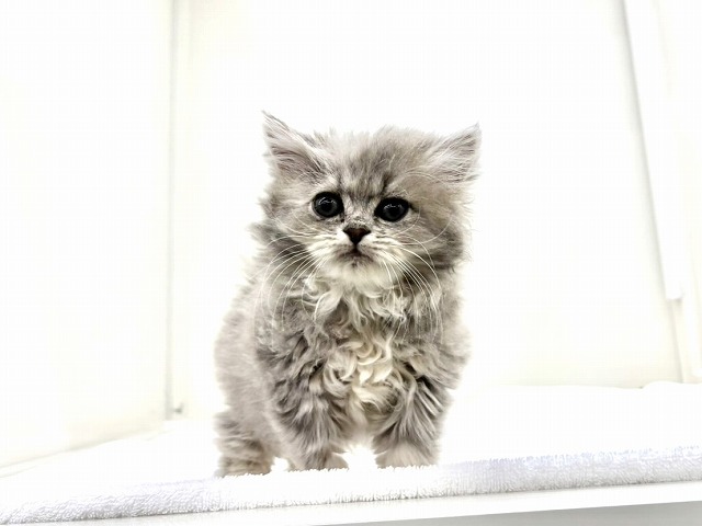 東京都のラガマフィン (かねだい本町田店/2025年11月24日生まれ/女の子/ブルータビー)の子猫の3枚目の画像